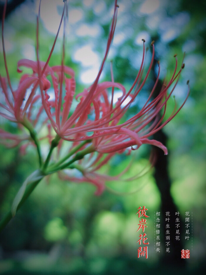 生活随拍 原创壁纸 彼岸花