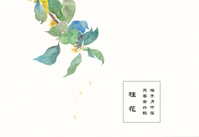 水彩 桂花 水彩花卉