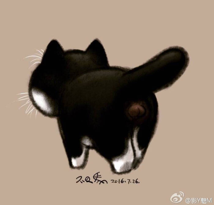 猫蛋蛋 