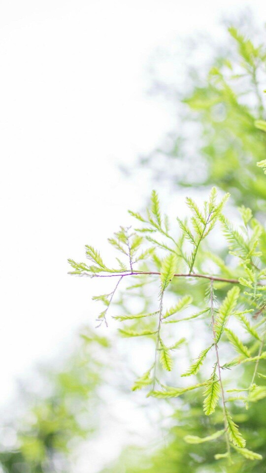 小清新 壁纸 聊天背景图 植物 花草