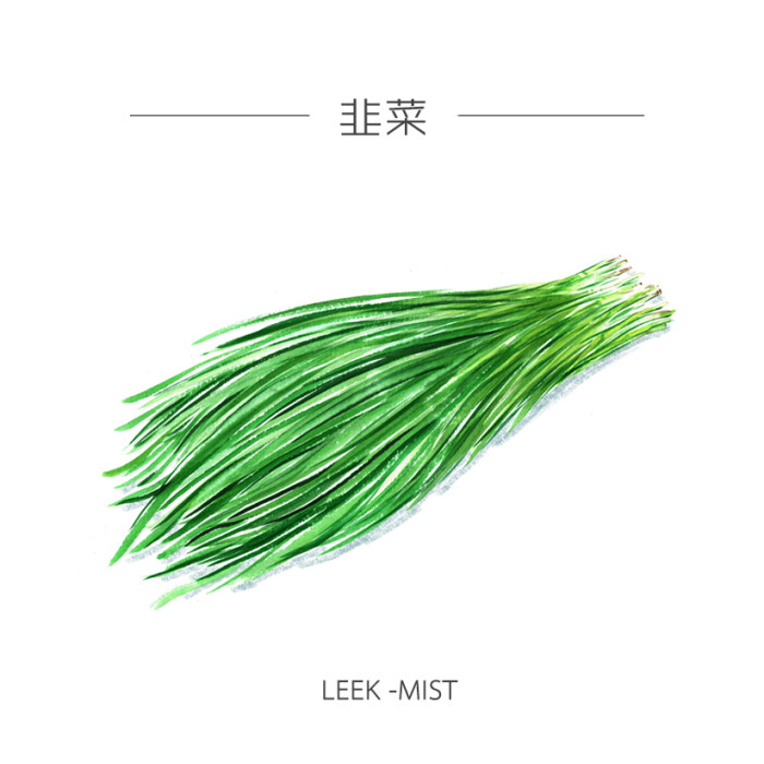 猫邪出品,手绘水彩系列插画,各种本草植物和动物.韭菜