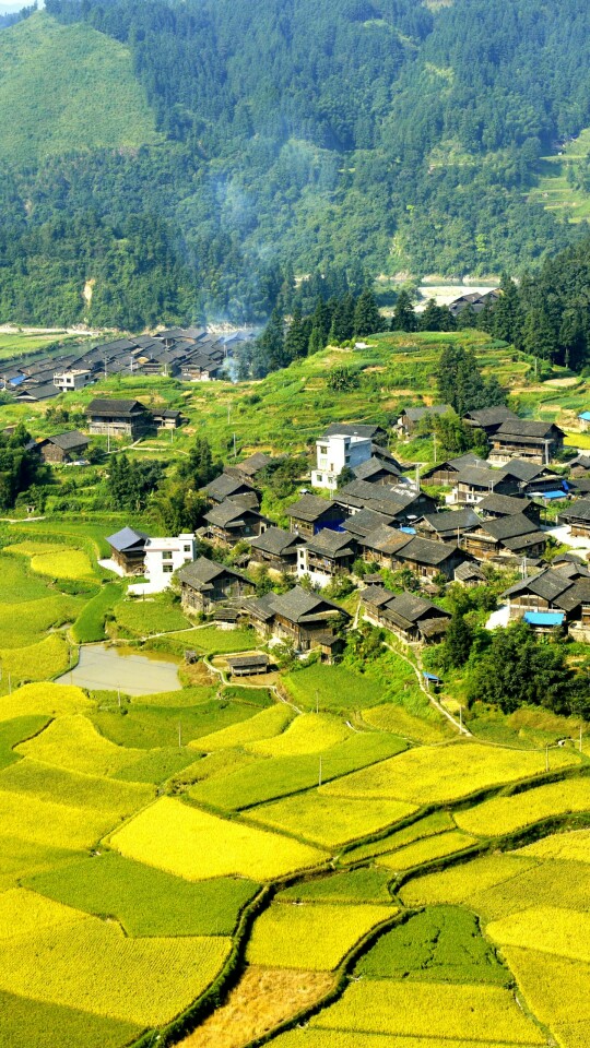 贵州省榕江县,泛黄的稻谷与青瓦吊脚楼侗寨