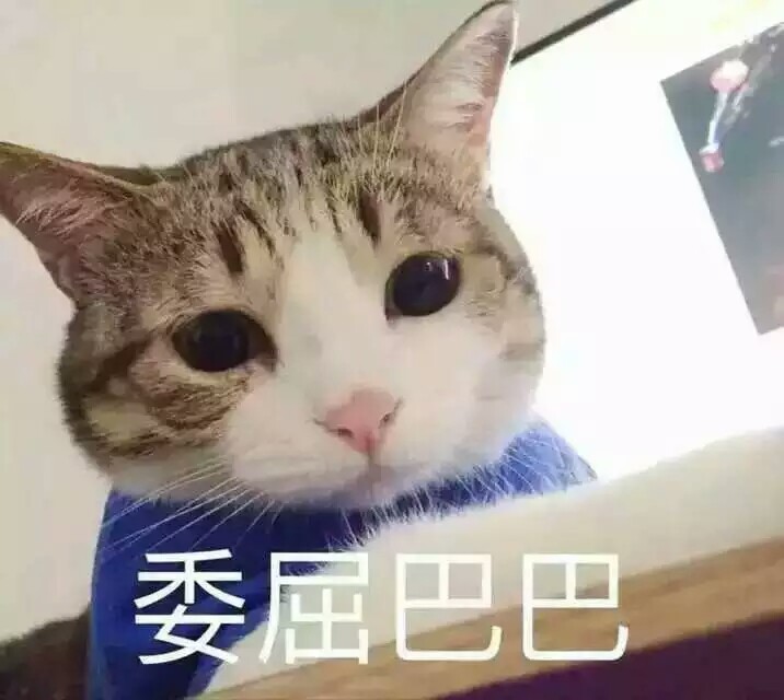 可爱猫猫表情委屈