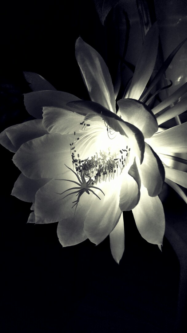 昙花