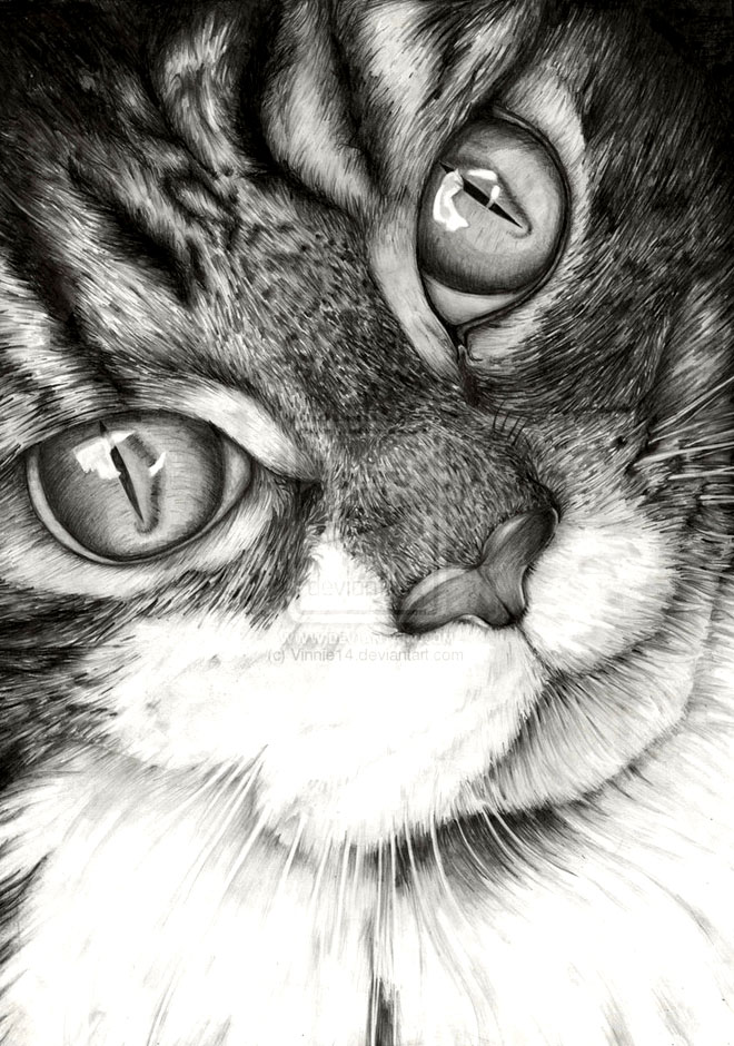 30张猫咪铅笔画欣赏素材 涂鸦 色彩 水彩 手绘 铅笔 彩铅 彩色 可爱
