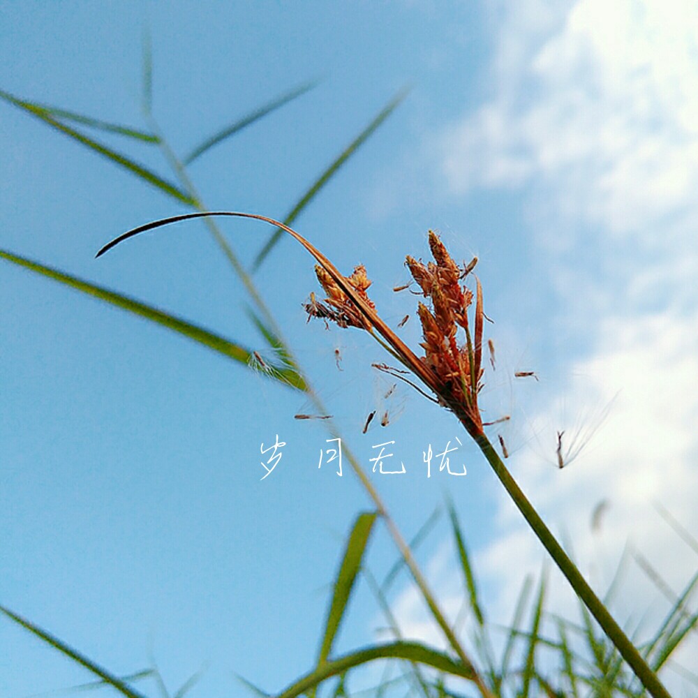 岁月无忧