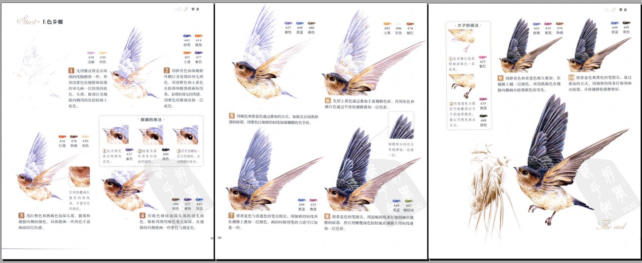 36种中国鸟的色铅笔图绘(认识你我身边的美丽鸟儿,用色铅笔画出绚丽