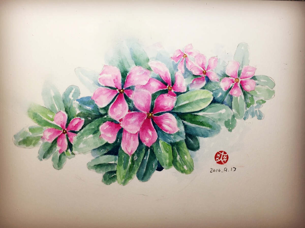 花花草草 水彩 水彩花卉 原创 插画 手绘 作品 清新 日绘 设计 水彩画