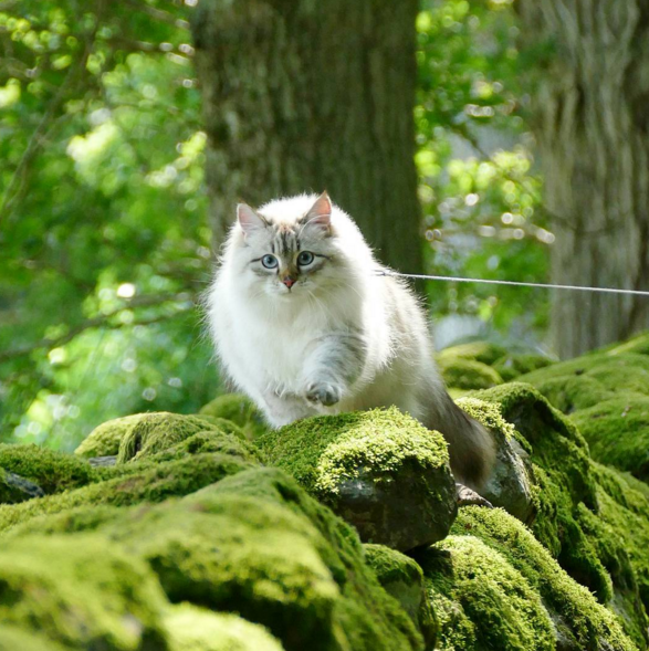 西伯利亚森林猫西伯利亚森林猫舍