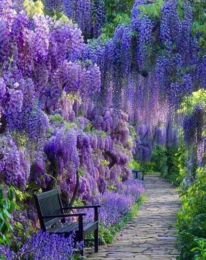 园丁生活#紫藤萝瀑布,"只是深深浅浅的紫,仿佛在流动,在欢笑,在不停