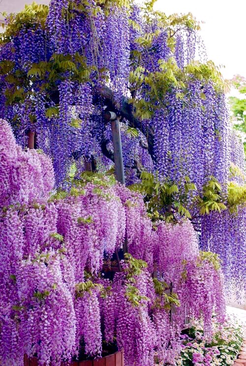 园丁生活#紫藤萝瀑布"只是深深浅浅的紫,仿佛在流动,在欢笑,在不停