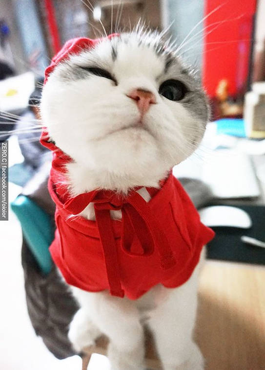 包子脸的小萌猫