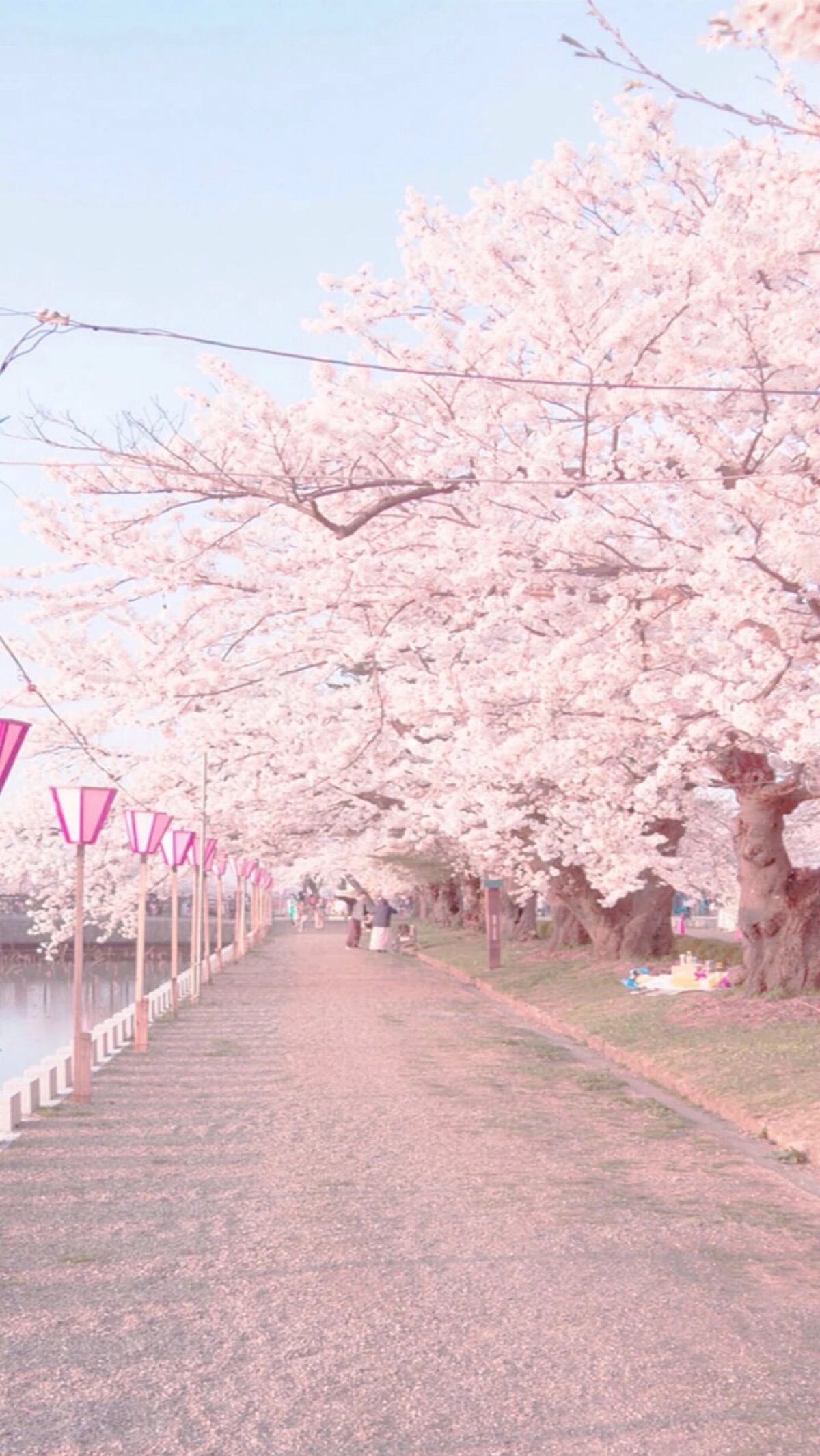 据说是日本的樱花街景