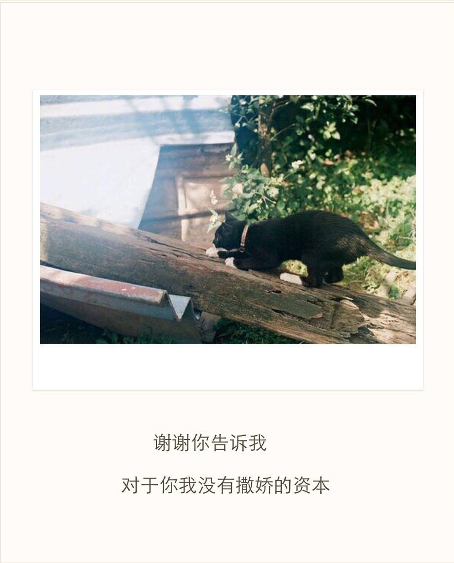 文字美文句子欣赏