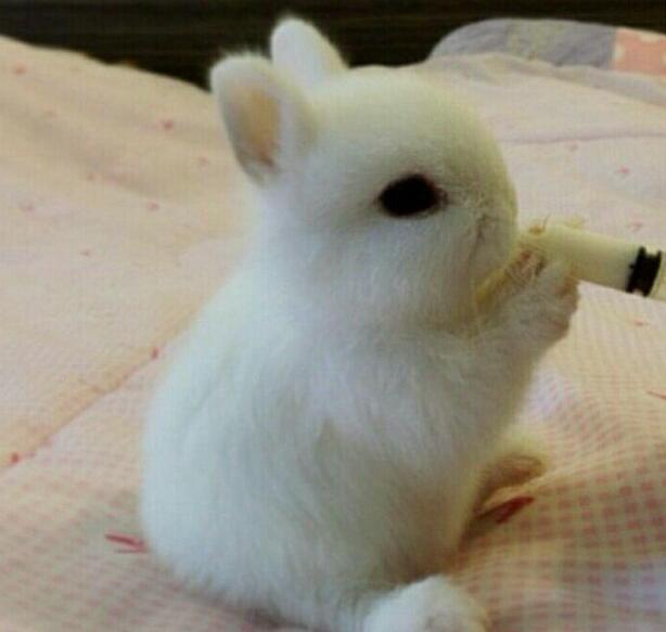 小时候最想养的动物就是小白兔