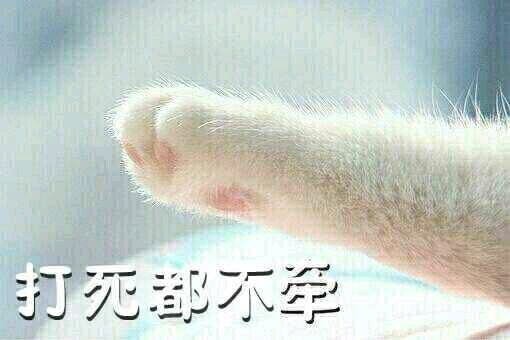猫爪牵手表情包
