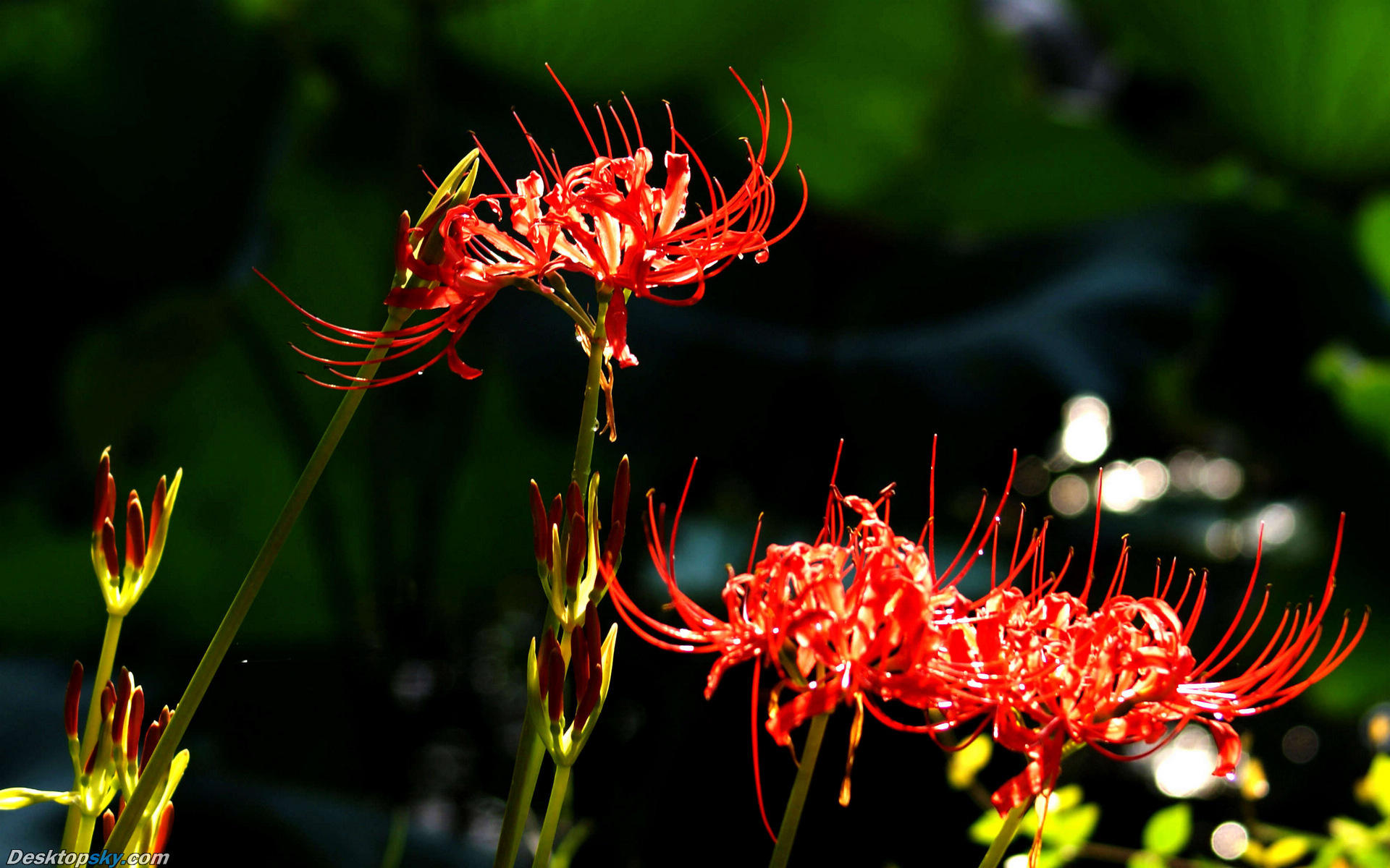 彼岸花(lycorisradiata),多年生草本植物.