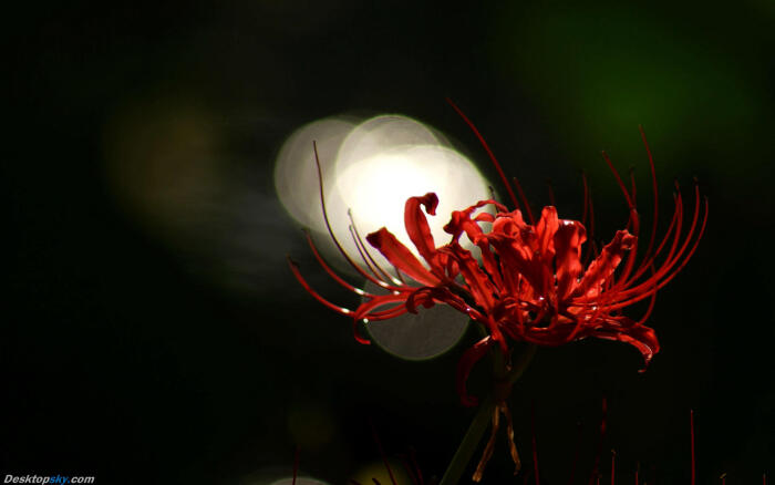 彼岸花(lycorisradiata),多年生草本植物.