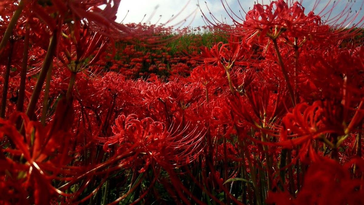 【彼岸花--曼珠沙华】"彼岸花,开一千年,落一千年,花叶永不相见.