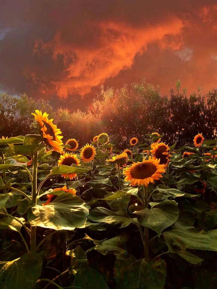 向日葵 火烧云下的向日葵 壮观 美丽 迷幻