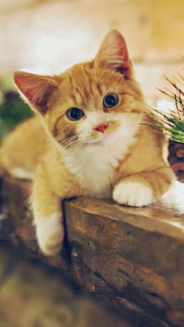 头像 萌宠 喵星人 汪星人 兔子 可爱 呆萌 搞怪 个性 猫咪 可爱 动物