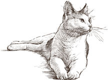0条  收集   点赞  评论  猫·素描 0 18 艾尔诺  发布到  动物速写