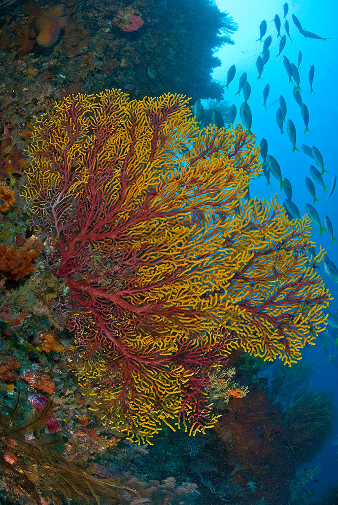 柳珊瑚靠它们的羽状触须在海中捕食,细小纷杂的触须顺着海里水流的