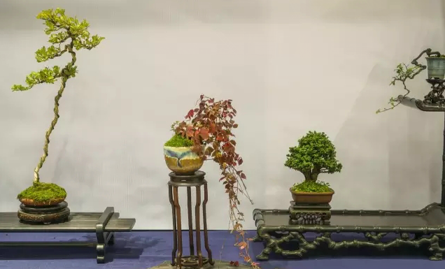 2016年上海第三届全国微型小品菖蒲盆景展