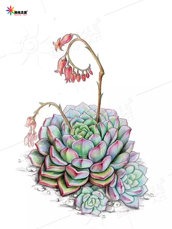 水彩 水彩多肉 多肉植物 水彩画