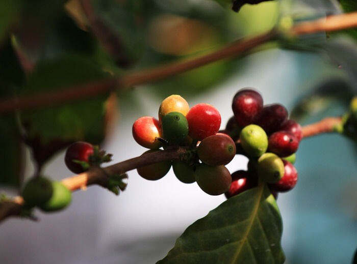 cherry)",咖啡豆是咖啡树果实里的种子部分,一个咖啡樱桃通常含有2颗