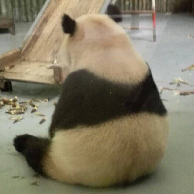 熊猫背影 寂寞无尘 表情包