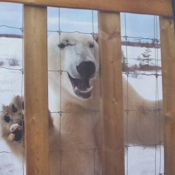 北极熊 咆哮 表情包