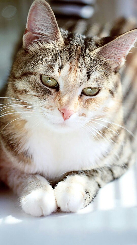 猫咪 喵星人 汪星人 宠物 动物绘 萌萌哒 女孩 个性 闺蜜 彩图 手绘