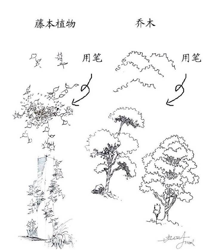 藤本植物,乔木