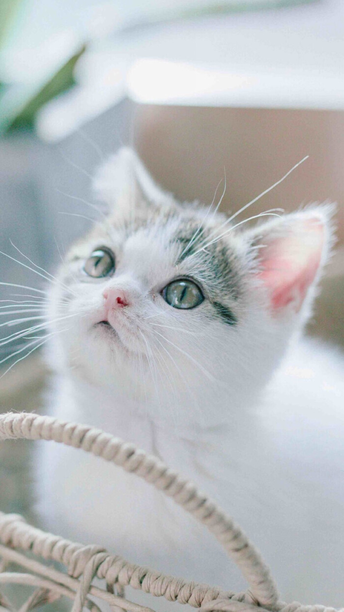 搞怪 个性 猫咪 可爱 动物 大眼猫 萌娃 萌萌哒 甜美系动物 锁屏壁纸