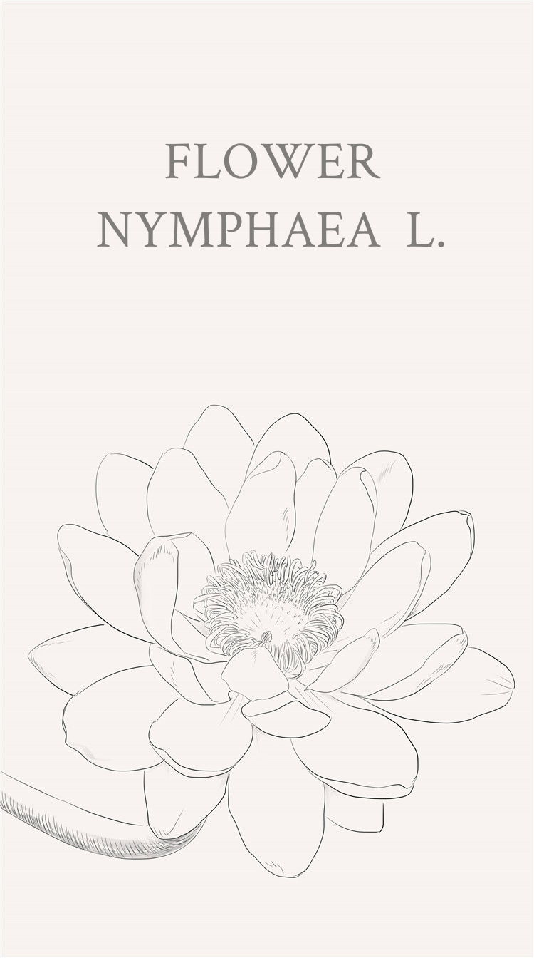 睡莲(学名:nymphaea l,多年生水生草本;根状茎肥厚.