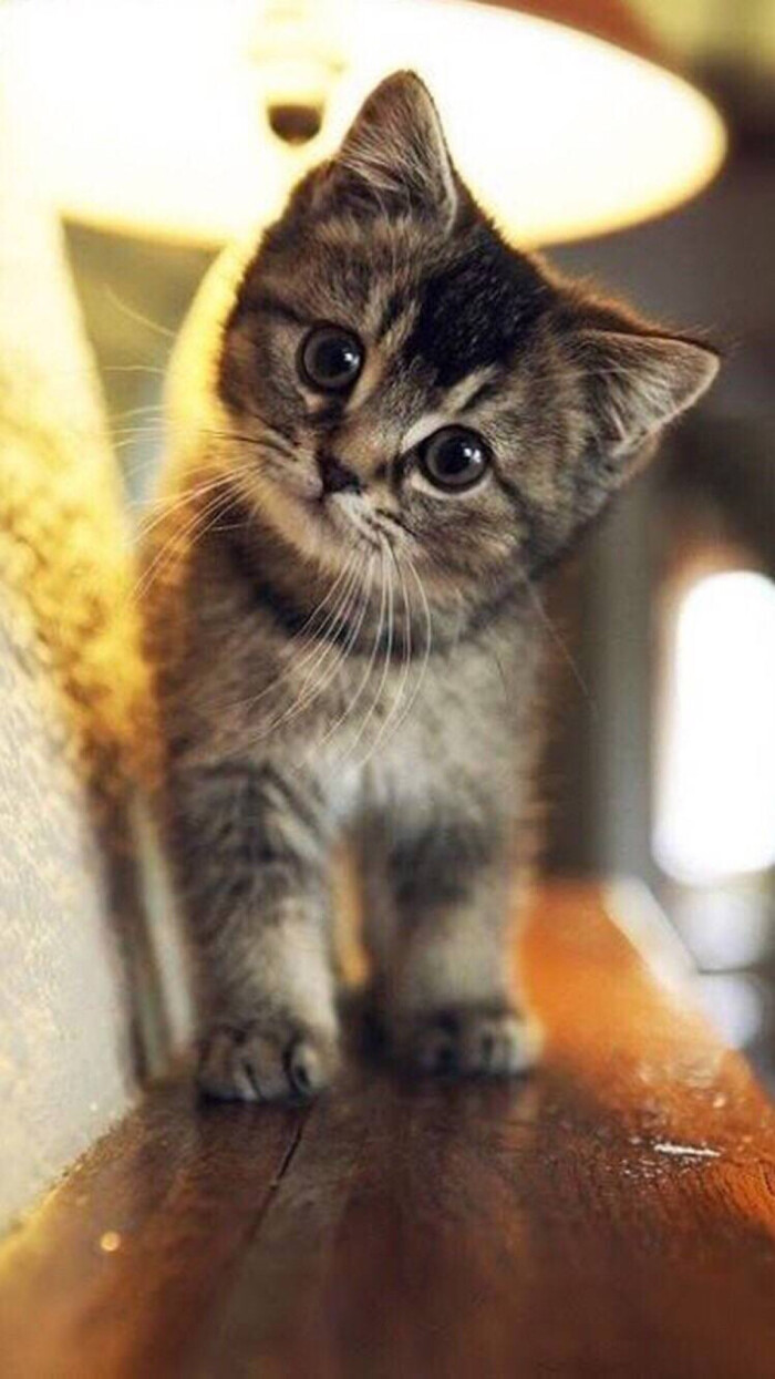 可爱 呆萌 搞怪 个性 猫咪 可爱 动物 大眼猫 萌娃 萌萌哒 甜美系动物