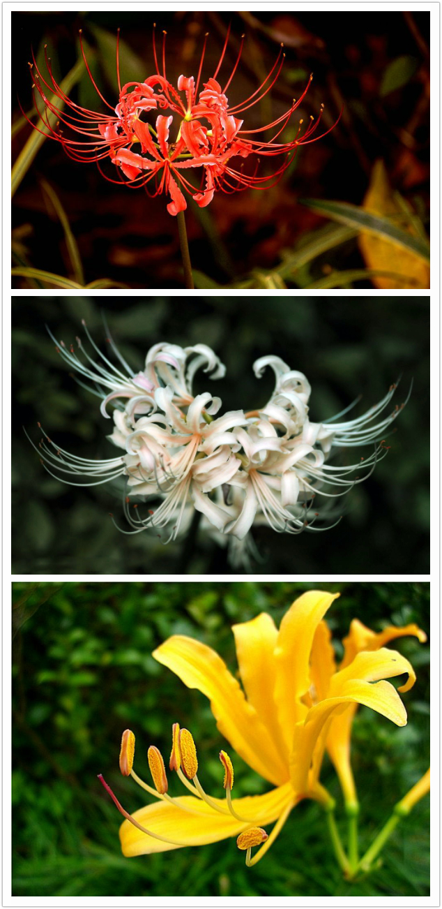 彼岸花,也叫曼珠沙华,还记得初识时是因为"花叶两不相见,生生相错"