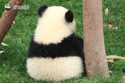 胖哒～熊猫～ panda