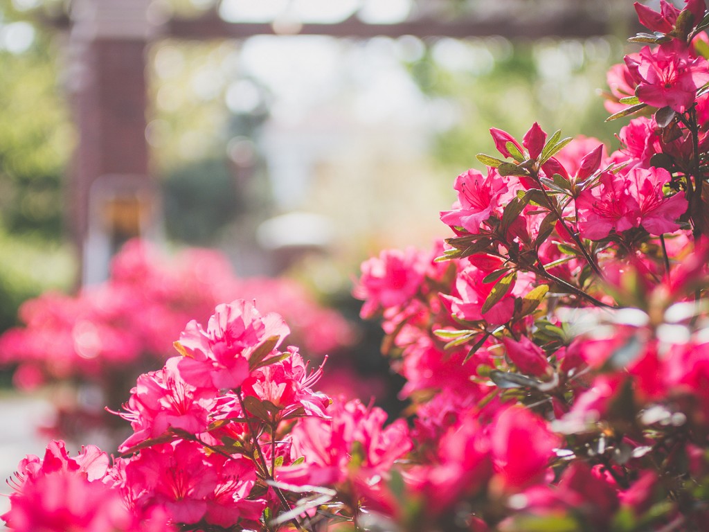 杜鹃花的花语——永远属于你 杜鹃花的花语——代表爱的喜悦,据说喜欢