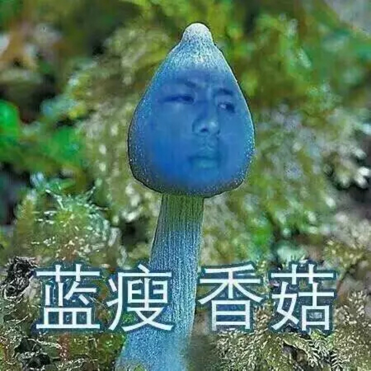 香菇 蓝瘦