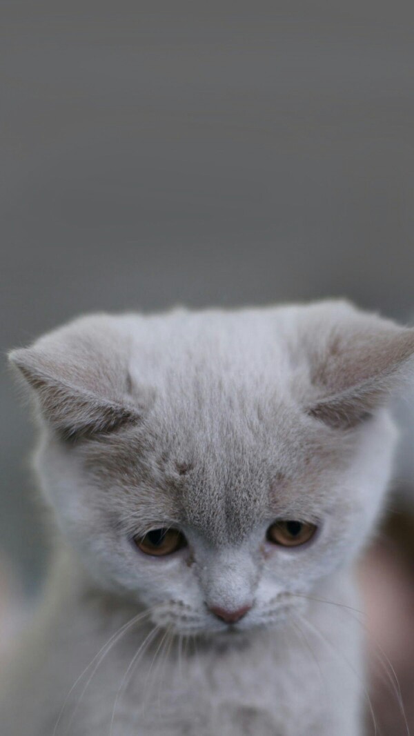 萌宠 喵星人 汪星人 兔子 可爱 呆萌 搞怪 个性 猫咪 可爱 动物 大眼