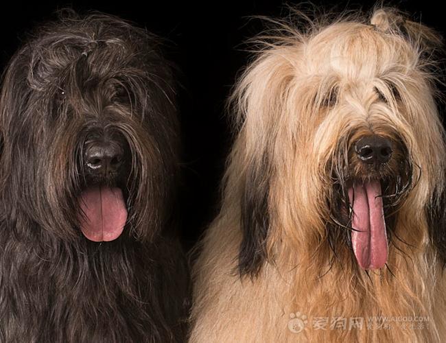 英文名为:briard,别名:布里牧犬,原产地:法国伯瑞区.