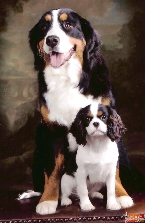 伯恩山犬(英文名:bernesemountaindog),三色,长腿,属于大型犬,原产地
