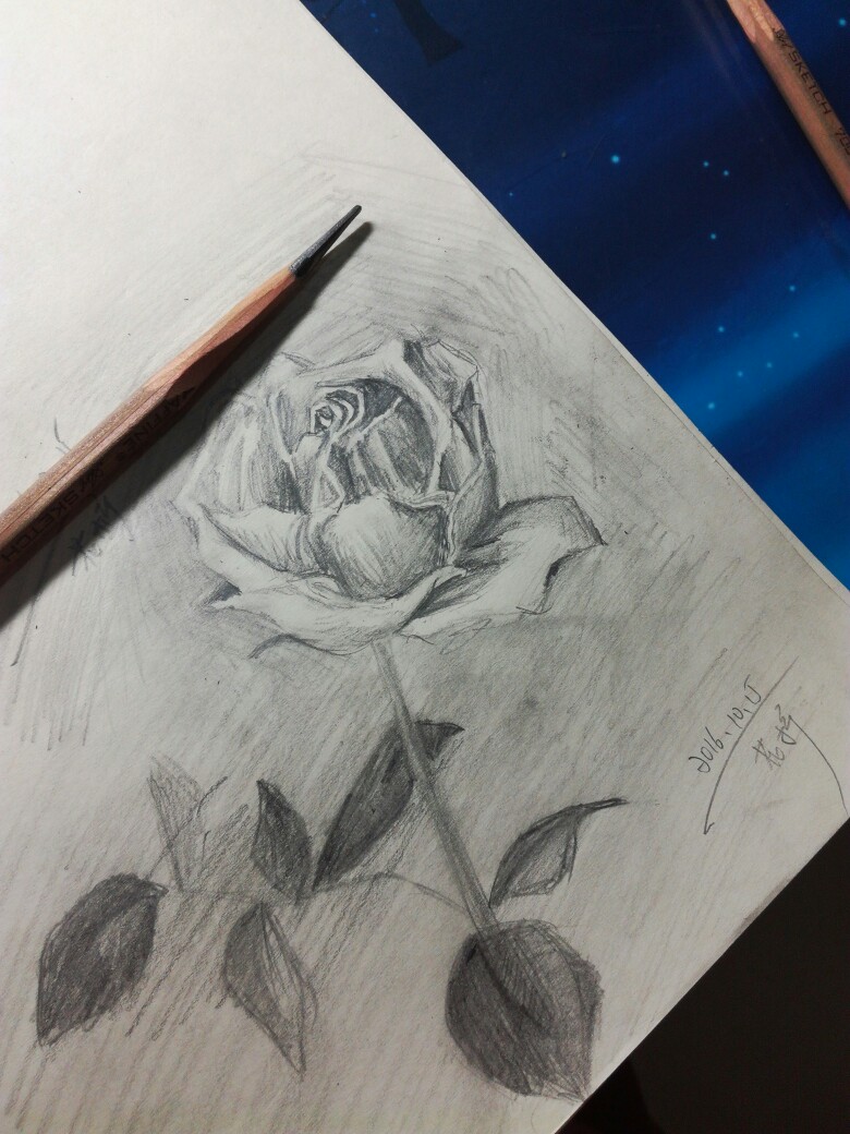 玫瑰 铅笔 速写 素描 黑白 可爱