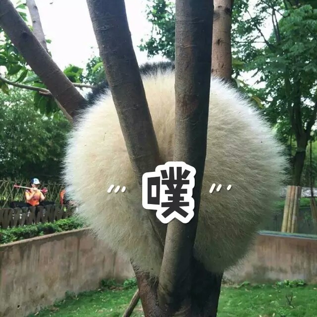 转自ipanda 表情包大赛 噗