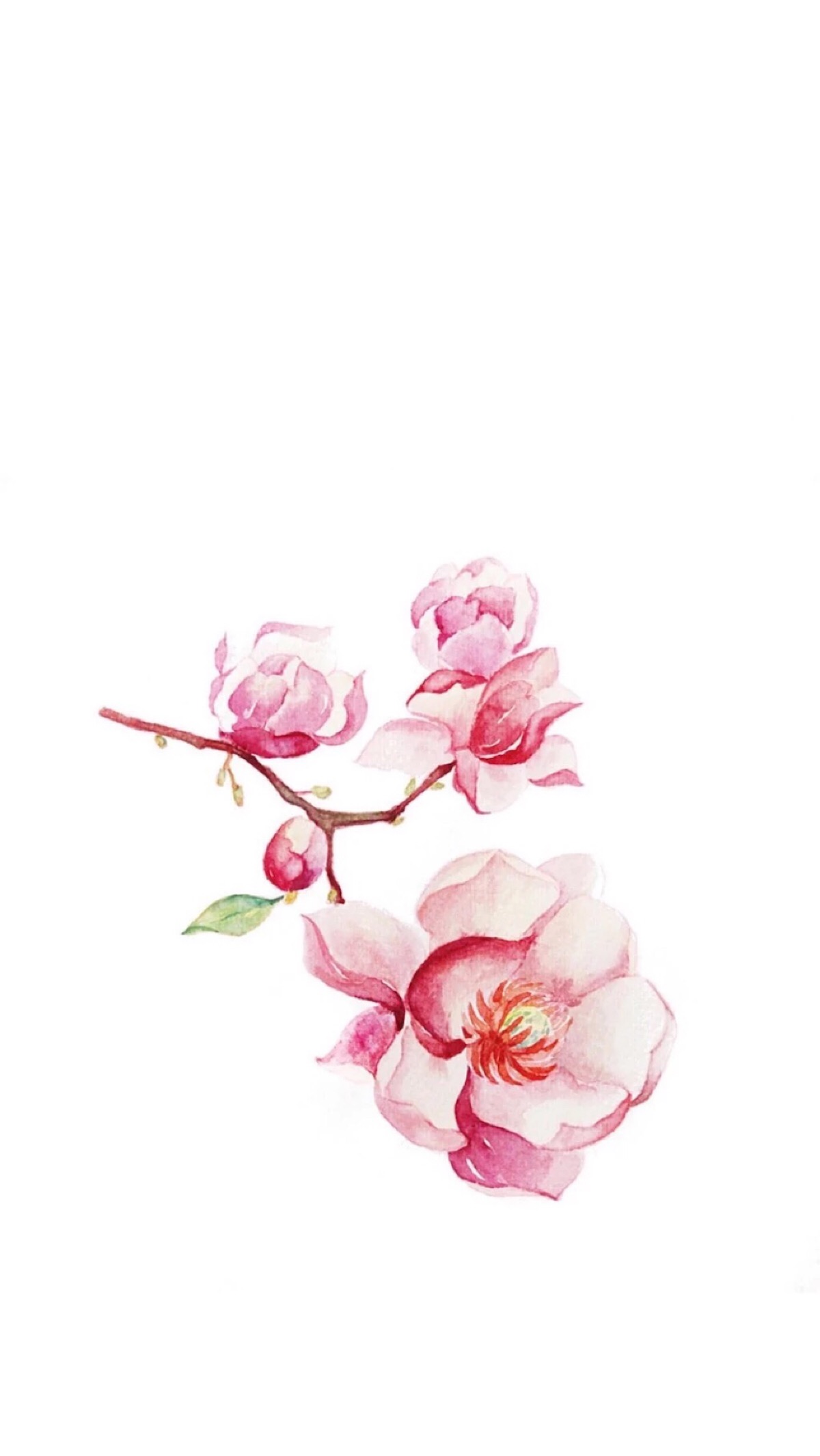 白底壁纸
