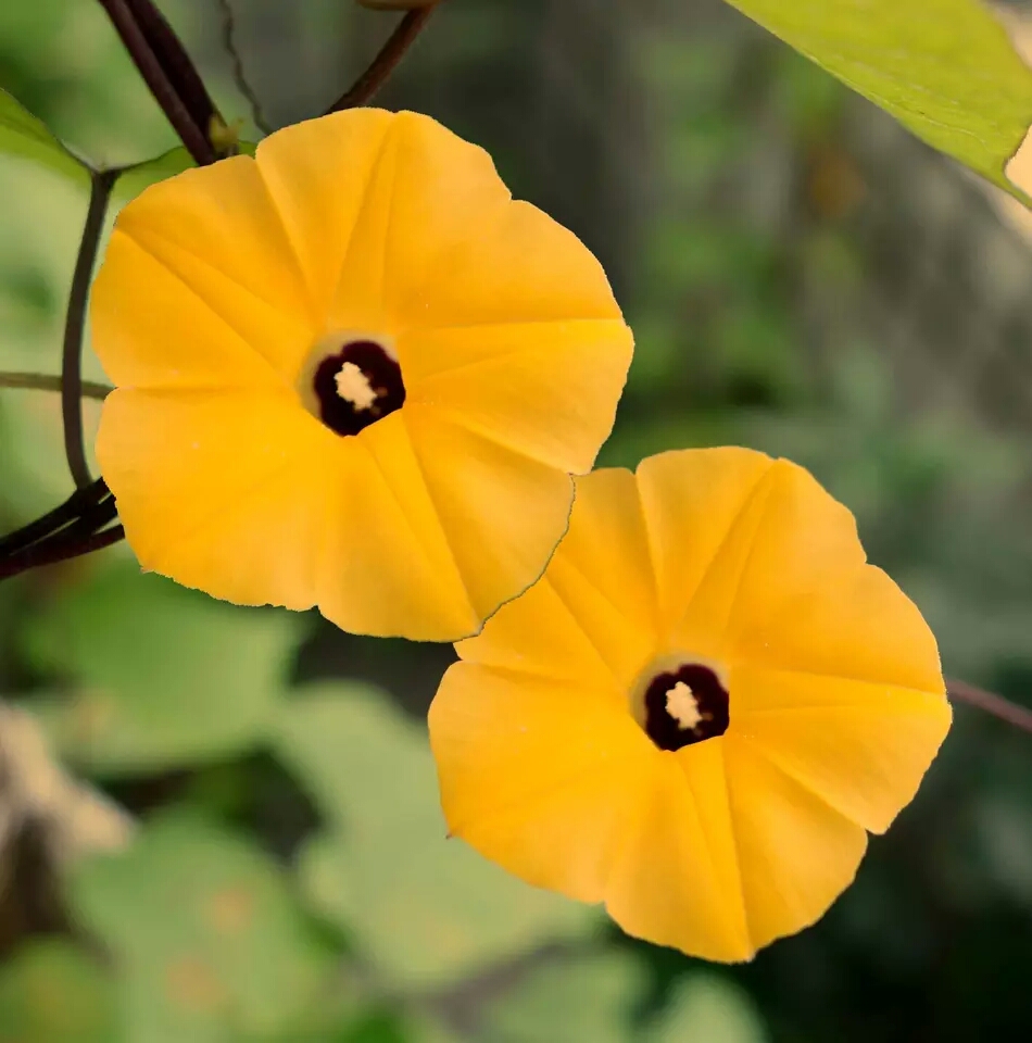 黄色朝颜 ipomoea obscura keniak 黄色牵牛花 黑蕊