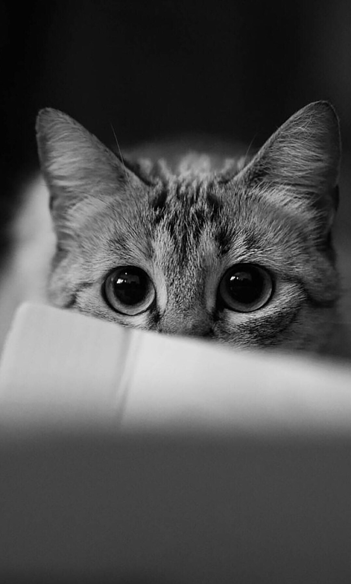 头像 萌宠 喵星人 汪星人 兔子 可爱 呆萌 搞怪 个性 猫咪 可爱 动物
