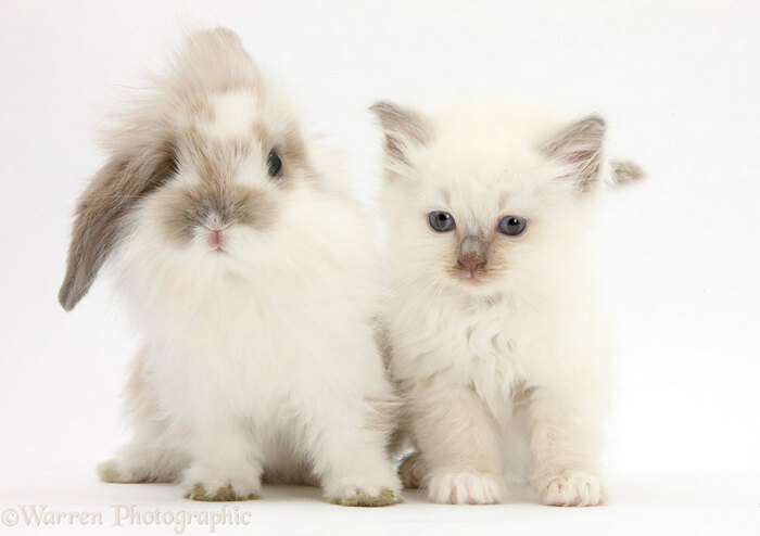 可爱的动物界撞衫:兔子和猫